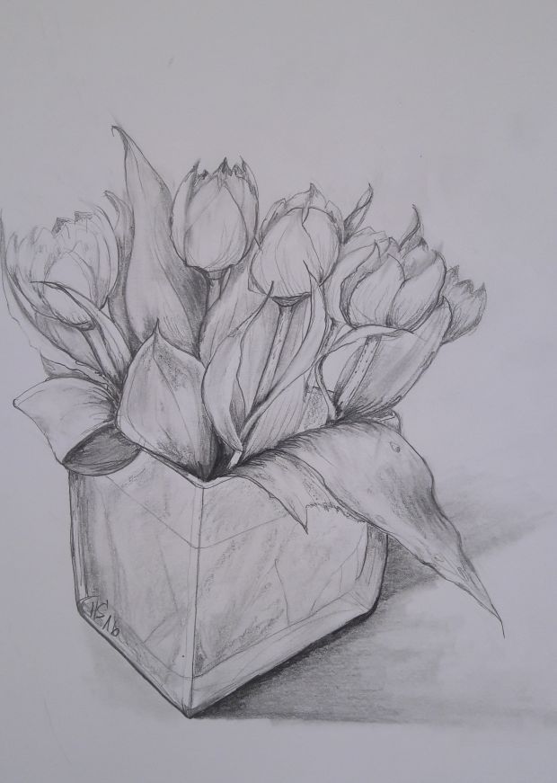 tulips, 2016